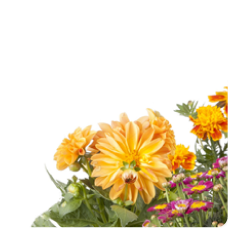 plants category image